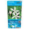 Witte kafferlelie (Schizostylis coccinea &ldquo;alba&rdquo;) moerasplant (6-stuks)