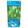Bonte mattenbies (Scirpus tabernaemontani &ldquo;Zebrinus&rdquo;) moerasplant (6-stuks)