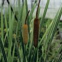 Grote bonte lisdodde (Typha latifolia &ldquo;variegata&rdquo;) moerasplant (6-stuks)