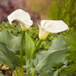 Witte aronskelk (Zantedeschia aethiopica) moerasplant. (6-stuks) Witte aronskelk (Zantedeschia aethiopica) moerasplant. (6-stuks)