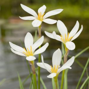 Witte westenwindbloem (Zephyranthes candida) moerasplant (6-stuks) Witte westenwindbloem (Zephyranthes candida) moerasplant (6-stuks)