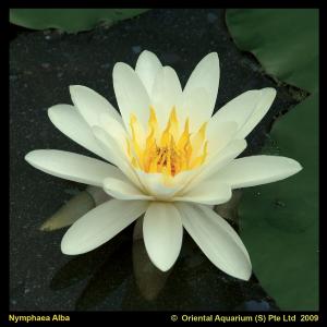 Witte waterlelie (Nymphaea alba) waterlelie (6-stuks) Witte waterlelie (Nymphaea alba) waterlelie (6-stuks)