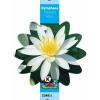 Witte waterlelie (Nymphaea odorata alba) waterlelie (6-stuks)