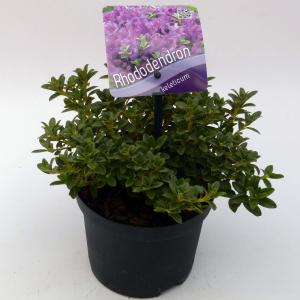 Dwerg rododendron (Rhododendron Calostrotum "Keleticum") heester Dwerg rododendron (Rhododendron Calostrotum "Keleticum") heester