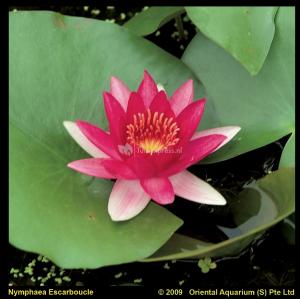 Rode waterlelie (Nymphaea Escarboucle) waterlelie (6stuks) Rode waterlelie (Nymphaea Escarboucle) waterlelie (6stuks)