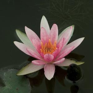 Rode dwergwaterlelie (Nymphaea pygmaea rubra) waterlelie (6-stuks) Rode dwergwaterlelie (Nymphaea pygmaea rubra) waterlelie (6-stuks)