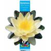 Gele waterlelie (Nymphaea &ldquo;Marliacea Chromatella&rdquo;) waterlelie (6-stuks)