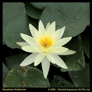 Gele waterlelie (Nymphaea Sulphurea) waterlelie (6-stuks) Gele waterlelie (Nymphaea Sulphurea) waterlelie (6-stuks)