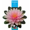 Roze waterlelie (Nymphaea Madame Wilfron Gonn&egrave;re) waterlelie (6-stuks)