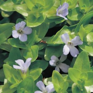 Brede bacopa (Bacopa caroliniana) zuurstofplant (10-stuks) Brede bacopa (Bacopa caroliniana) zuurstofplant (10-stuks)