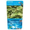 Bonte waternavel (Hydrocotyle sib. &ldquo;Variegata&rdquo;) zuurstofplant (10-stuks)