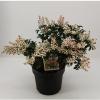 Rotsheide (Pieris Japonica &ldquo;Bonfire&rdquo;) heester