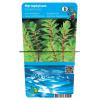 Vederkruid (Myriophyllum &lsquo;red stem&rsquo;) zuurstofplant (10-stuks)