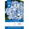 Hydrangea Macrophylla "Endless Summer Blue"&reg; boerenhortensia