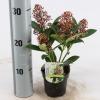 Skimmia (Skimmia Japonica &ldquo;Bonfire&rdquo;&reg;) heester