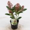Skimmia (Skimmia Japonica &ldquo;Bonfire&rdquo;&reg;) heester