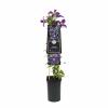 Blauwe bosrank (Clematis "SoMany&reg; Blue Flowers" PBR) klimplant