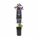 Blauwe bosrank (Clematis "SoMany&reg; Blue Flowers" PBR) klimplant