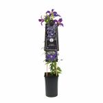 Blauwe bosrank (Clematis "SoMany&reg; Blue Flowers" PBR) klimplant