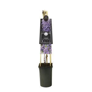 Paarse bosrank (Clematis "SoMany® Lavender Flowers" PBR) klimplant Paarse bosrank (Clematis "SoMany® Lavender Flowers" PBR) klimplant