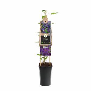 Paarse bosrank (Clematis "The President") klimplant 70 cm Paarse bosrank (Clematis "The President") klimplant 70 cm