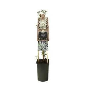 Witte bosrank (Clematis "Joe") klimplant Witte bosrank (Clematis "Joe") klimplant