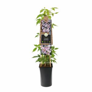 Roze bosrank (Clematis montana "Rubens") klimplant 70 cm Roze bosrank (Clematis montana "Rubens") klimplant 70 cm