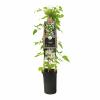Cr&egrave;me bosrank (Clematis vitalba) klimplant