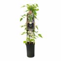 Cr&egrave;me bosrank (Clematis vitalba) klimplant