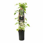 Cr&egrave;me bosrank (Clematis vitalba) klimplant