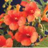 Oranje Trompetbloem (Campsis tagliabuana "Madame Galen") klimplant 70 cm