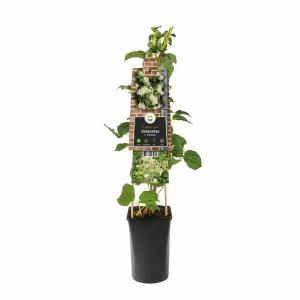 Klimhortensia (Hydrangea anomala "Petiolaris") klimplant 70 cm Klimhortensia (Hydrangea anomala "Petiolaris") klimplant 70 cm