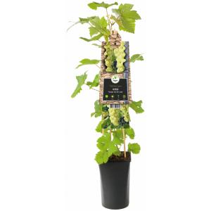 Druif (wit) (Vitis "Vroege van der Laan") klimplant Druif (wit) (Vitis "Vroege van der Laan") klimplant