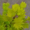 Japanse esdoorn (Acer shirasawanum "Aureum") heester