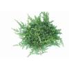 Kruipende jeneverbes (Juniperus conferta "Schlager") conifeer