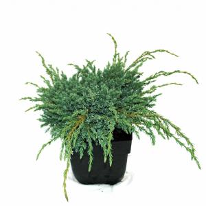 Kruipende jeneverbes (Juniperus squamata "Blue Carpet") conifeer Kruipende jeneverbes (Juniperus squamata "Blue Carpet") conifeer