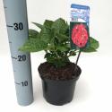 Hydrangea Macrophylla "Alpengl&uuml;hen" boerenhortensia