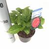 Hydrangea Macrophylla "Alpengl&uuml;hen" boerenhortensia