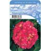 Hydrangea Macrophylla "Alpengl&uuml;hen" boerenhortensia