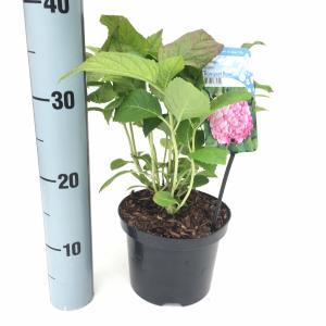 Hydrangea Macrophylla "Bouquet Rose" boerenhortensia Hydrangea Macrophylla "Bouquet Rose" boerenhortensia