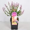 Dwergsering (syringa Bloomerang&reg;"Pink Perfume"Parfume de Nature) 