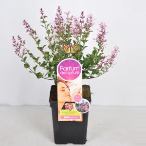Dwergsering (syringa Bloomerang®"Pink Perfume"Parfume de Nature) Dwergsering (syringa Bloomerang®"Pink Perfume"Parfume de Nature)