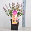 Dwergsering (syringa Bloomerang&reg;"Pink Perfume"Parfume de Nature) 
