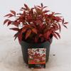 Hemelse bamboe (Nandina domestica &ldquo;Fire Power&rdquo;) heester