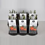 Trosroos (rosa "Satchmo"&reg;)