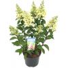 Hydrangea Paniculata "Pinky Winky"&reg; pluimhortensia