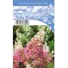 Hydrangea Paniculata "Pinky Winky"&reg; pluimhortensia