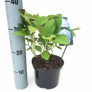 Hydrangea Macrophylla "Nikko Blue" boerenhortensia Hydrangea Macrophylla "Nikko Blue" boerenhortensia