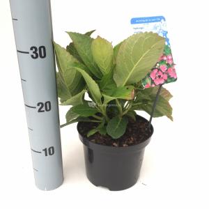 Hydrangea Macrophylla "Taube" schermhortensia Hydrangea Macrophylla "Taube" schermhortensia