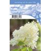 Hydrangea Paniculata "Limelight"&reg; pluimhortensia